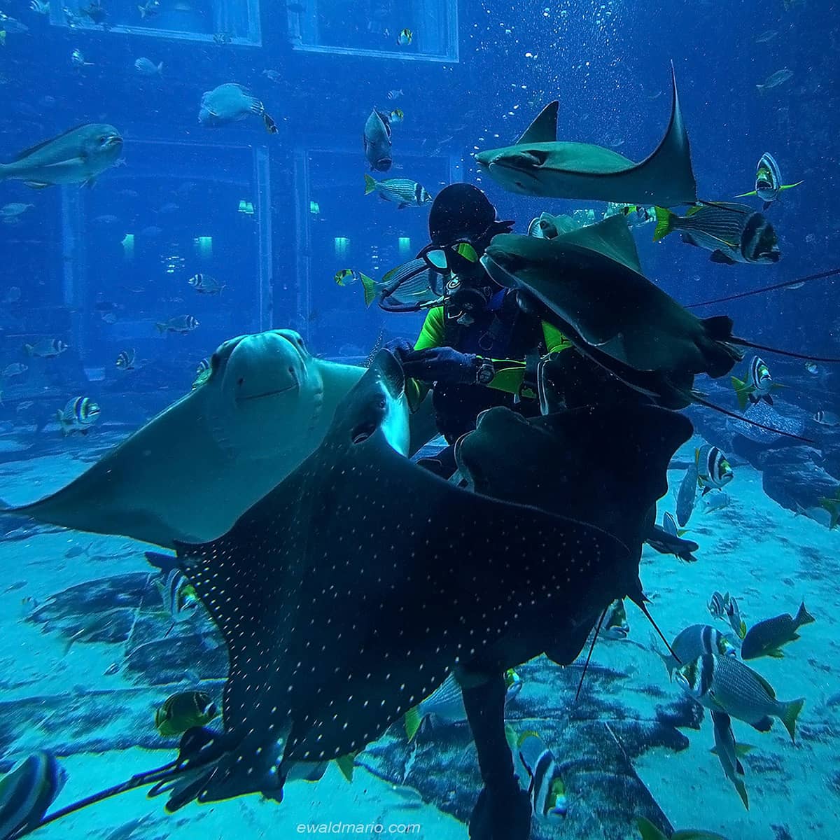 Explore the Lost Chambers Aquarium